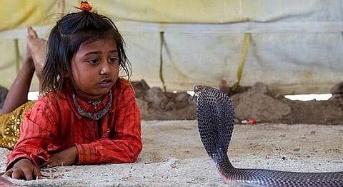 Shetpal Snake Village: ఆ ఊర్లో ప్రతి ఇంట్లో నాగుపాము... మనుషుల కంటే అవే ఎక్కువ!