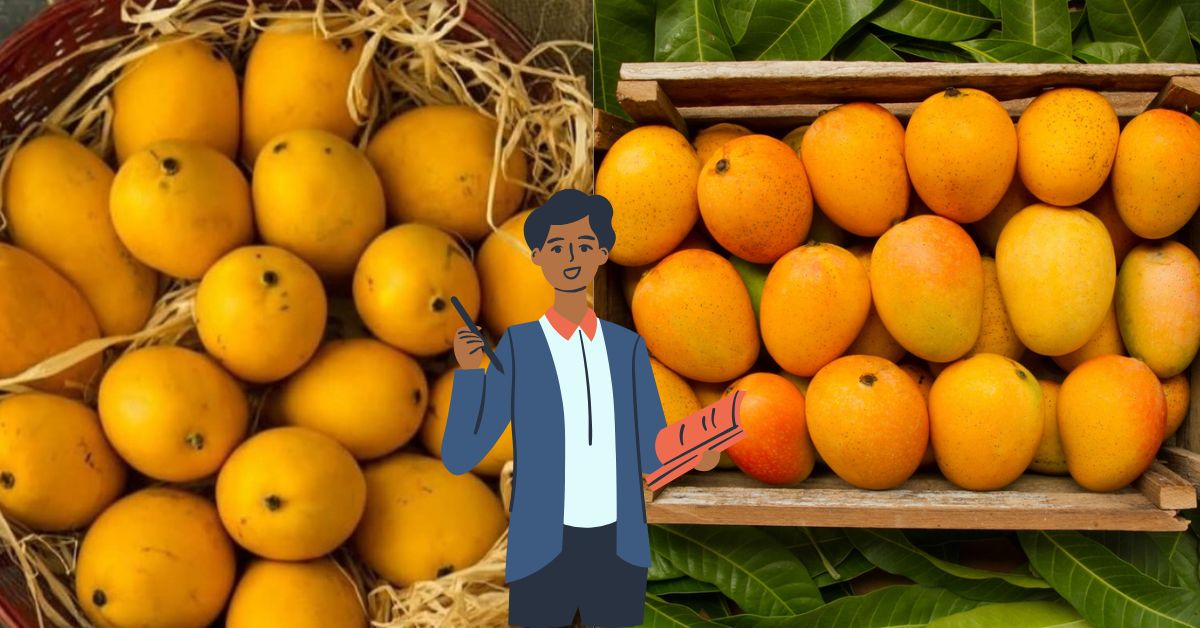 Sweetest Mango: టెంక చాలా పల్చగా.. రసం చాలా ఎక్కువగా.. ప్రపంచంలోనే అత్యంత తియ్యని మామిడి పండు ఇదే.! 