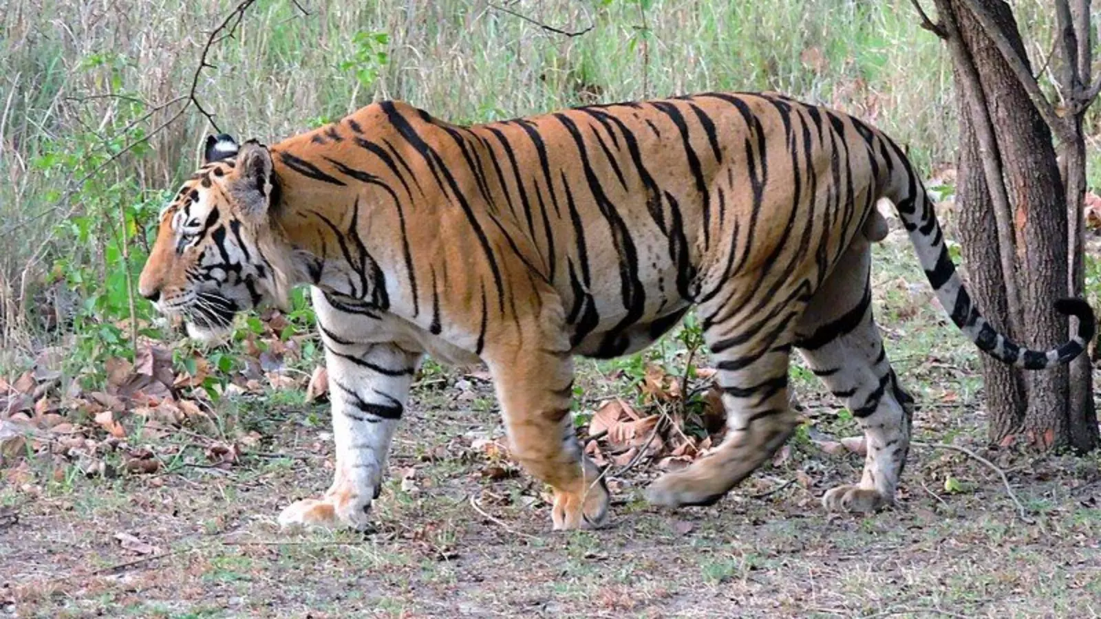 Tiger Sighting: పోలవరం పరిసరాల్లో పెద్దపులి కలకలం... అటవీ శాఖ హై అలర్ట్!
