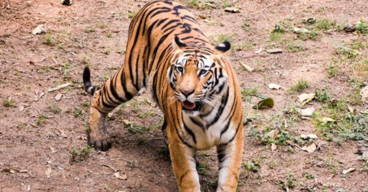 Tiger Tension: పెద్దపులి టెన్షన్.. గండిపోచమ్మ ఆలయ రహదారిని పూర్తిగా మూసివేసిన అధికారులు!