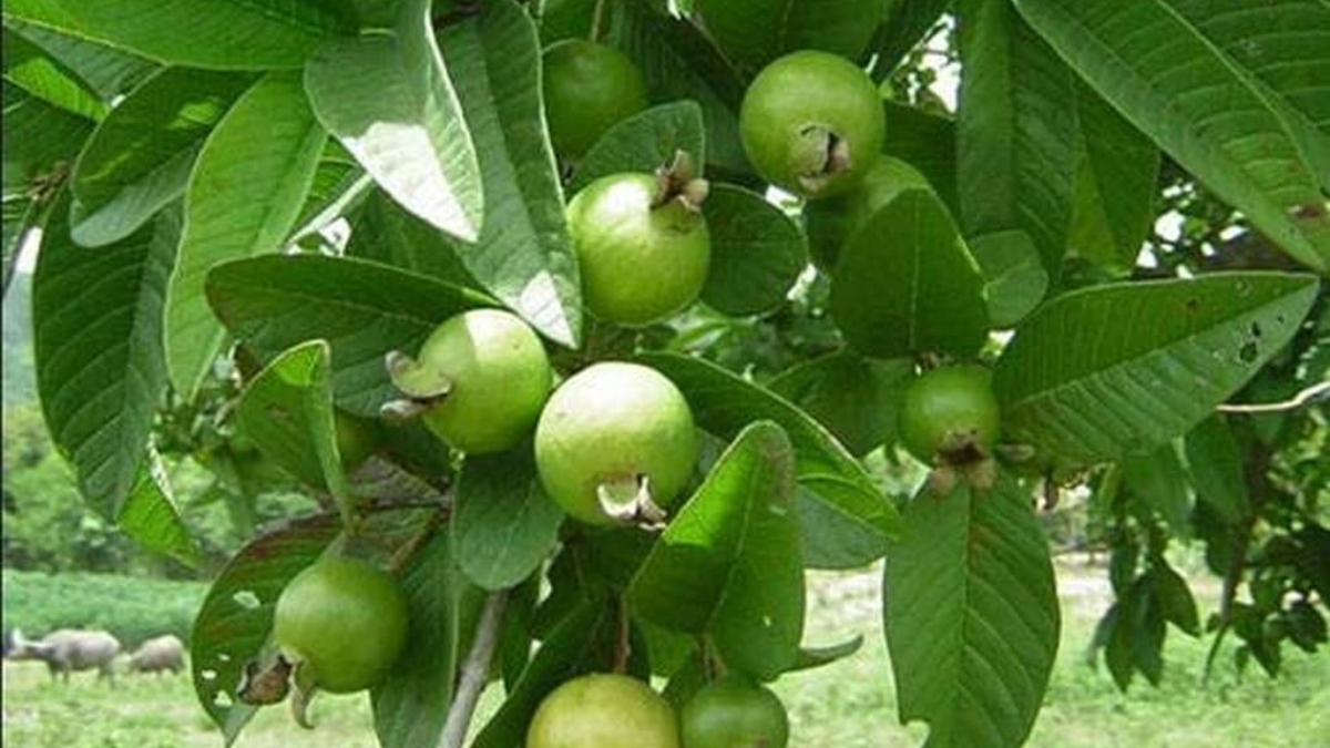 Health Tips: రోజూ ఇది ఒక కాయ తింటే చాలు.. ఆ ఆరోగ్య సమస్యలకు చెక్ పడినట్లే!