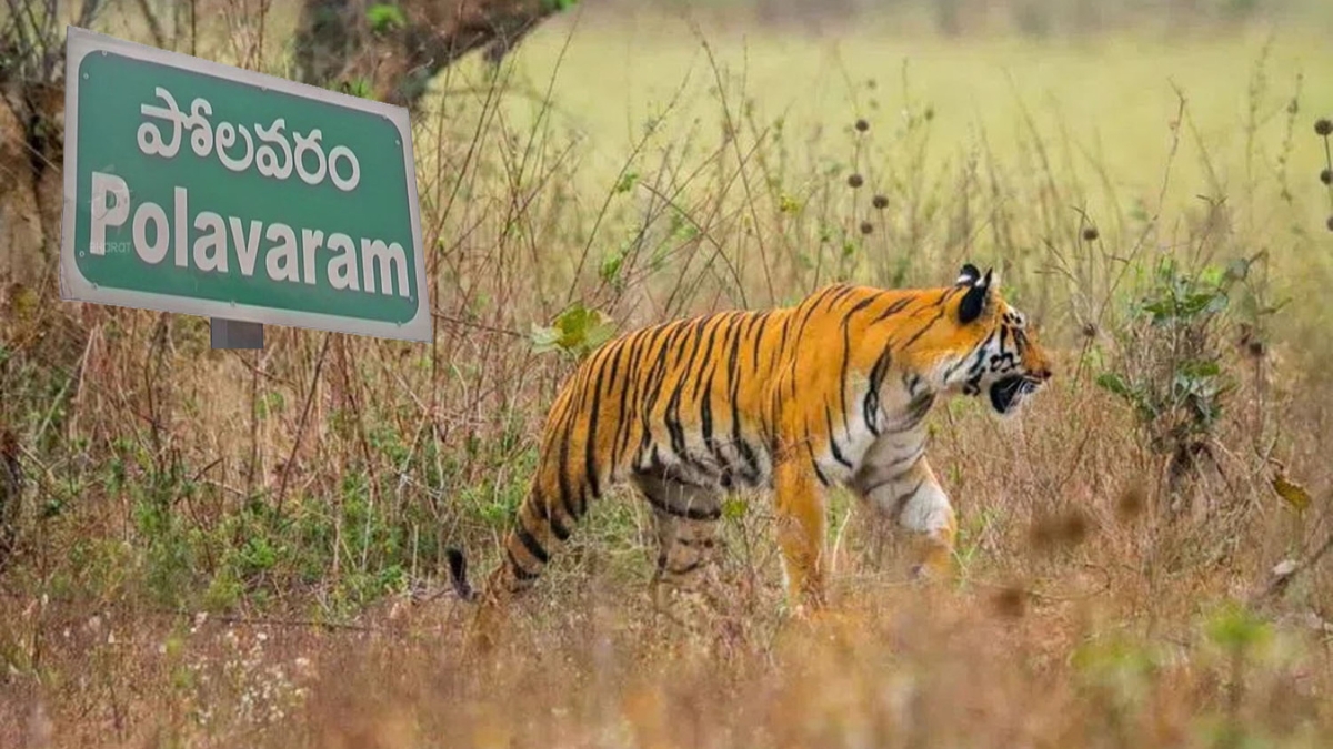 Tiger Tension: పోలవరంలో హై అలర్ట్: థర్మల్ డ్రోన్ కెమెరాకు చిక్కిన పెద్దపులి!